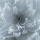 USA, Washington State, Seabeck. Close-up of peony flower. Art Print